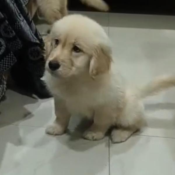 Top quality puppies available