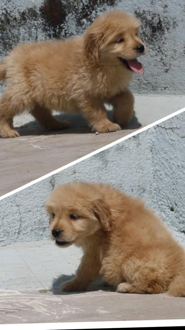 All types of Dogs Breed Puppie