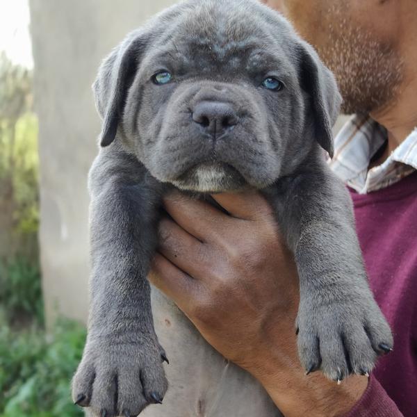 Quality puppies available in A