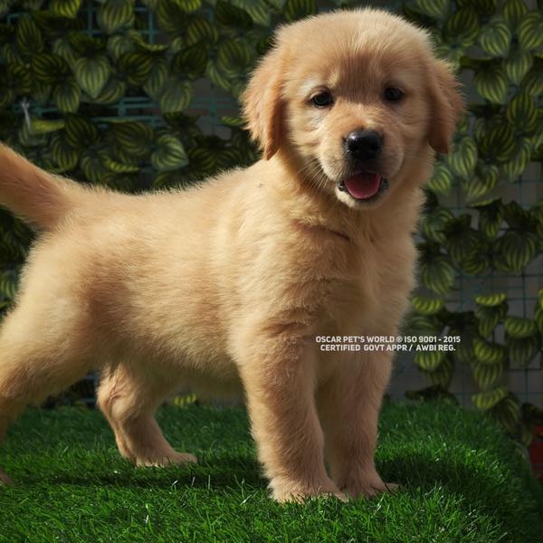 At Oscar Pet's World ® – Thane