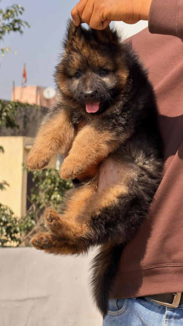 Long Coat German Shepherd