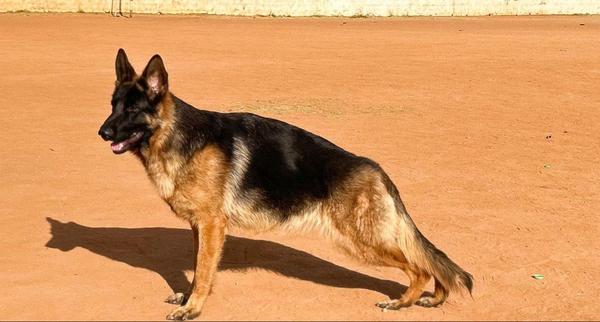 Adult German Shepherd for