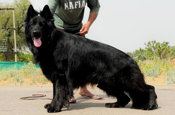 Z Black German Shepherd f