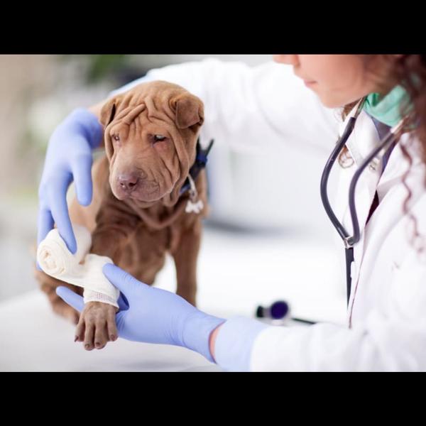 prompt veterinary care chembur