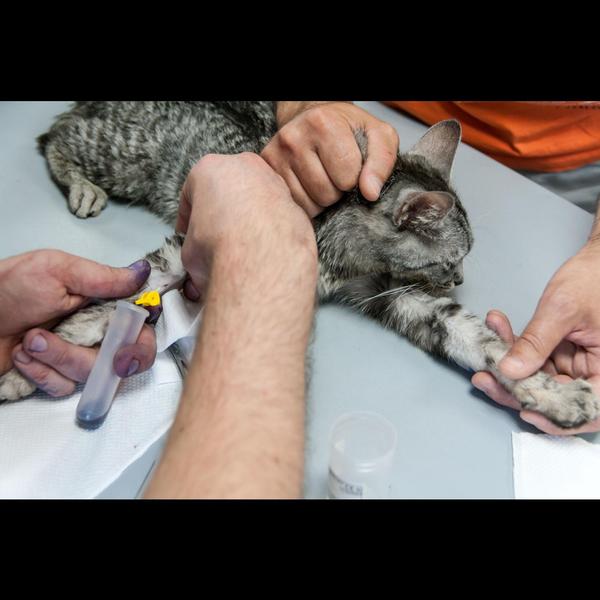 preventing pet ear problems