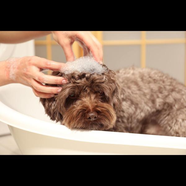antifungal pet bathing solutio