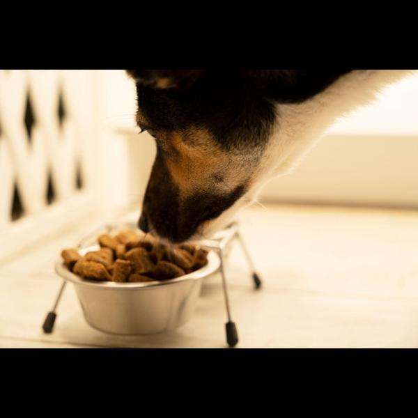 Give your pet the nutrition th