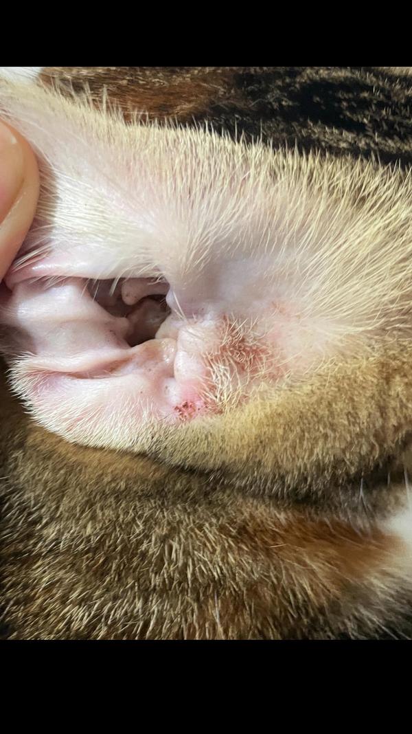 hair loss treatment for pets