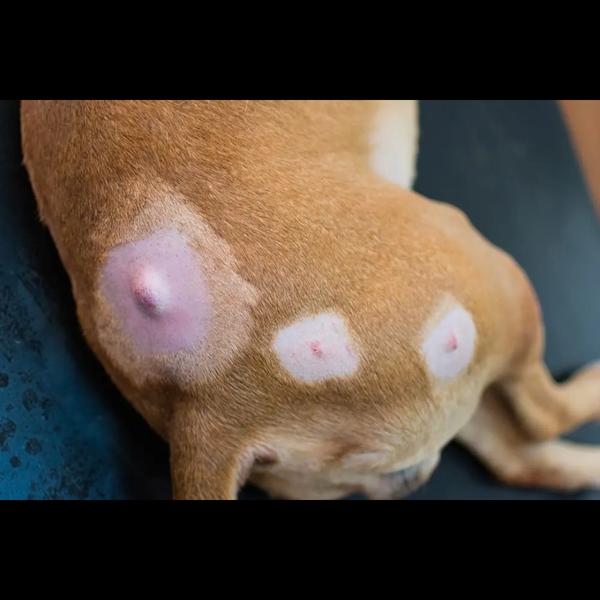 Lumps or growths on your pet’s