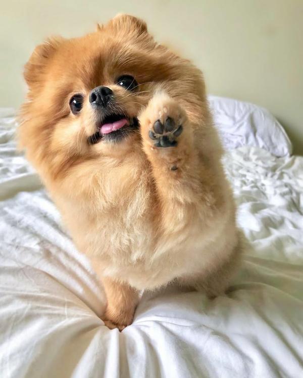 Toy Pomeranian Puppies Availab