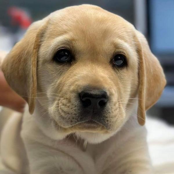 If you are searching for pet s