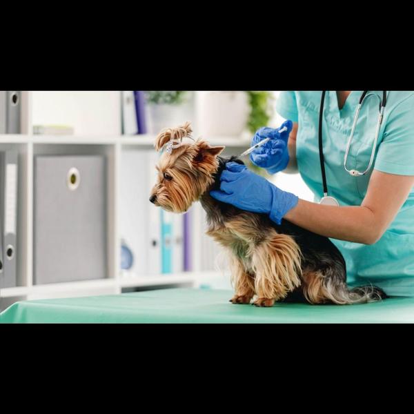 arv vaccination for dogs