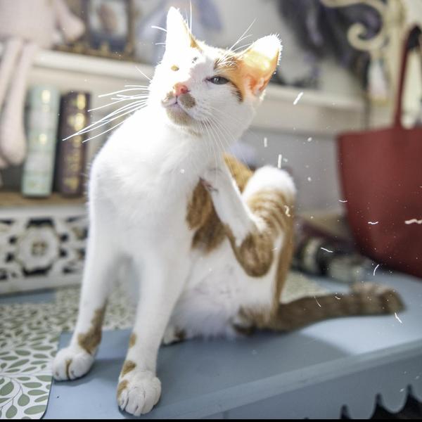 pet infection management