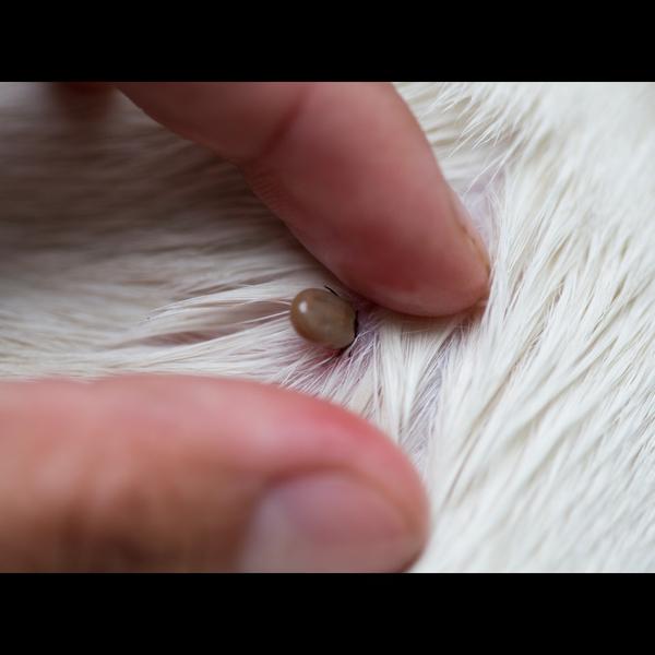 specialized health support for