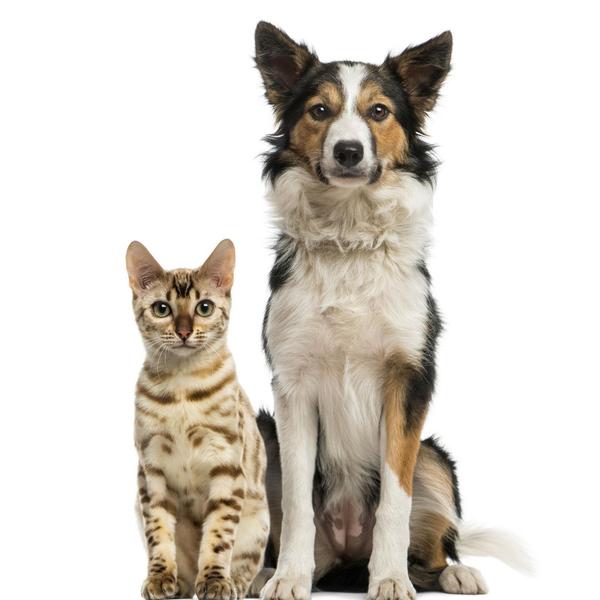 long lasting spot on for pets