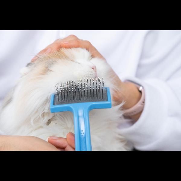 respiratory problem symptoms i