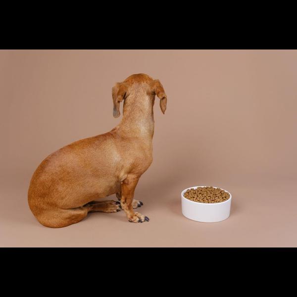 Loss of appetite in dogs and c