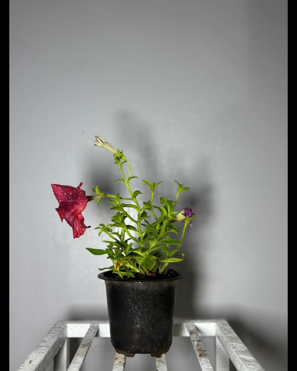 landscaping plant suppliers tr