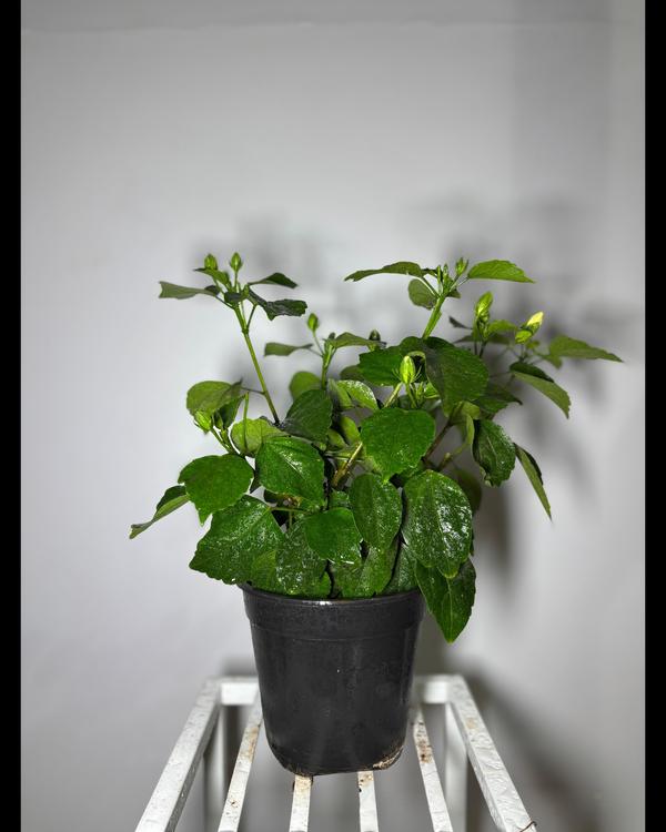 landscaping plant suppliers tr