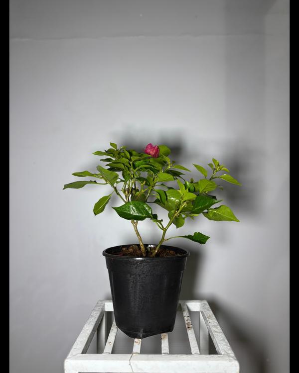 air purifying indoor plants