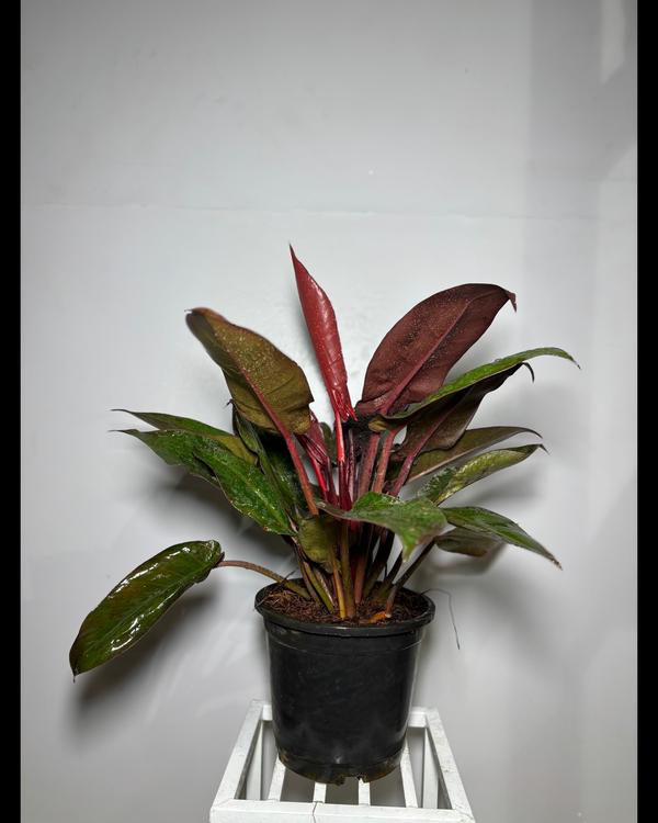 vibrant outdoor environments t