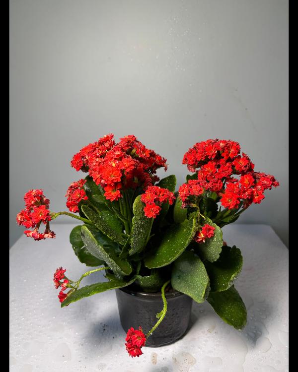 landscaping plant suppliers tr