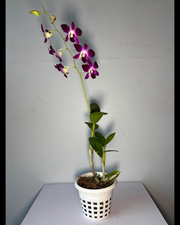 garden caf tiruchirappalli