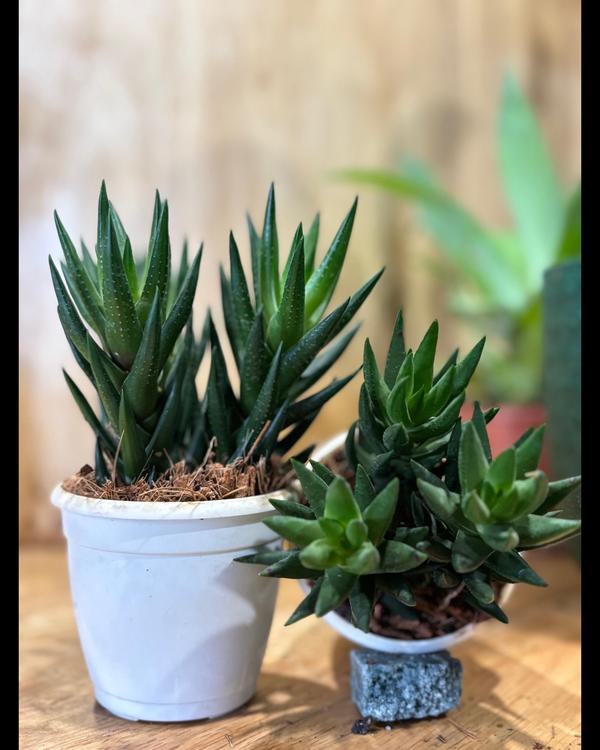 nursery plants tiruchirappalli