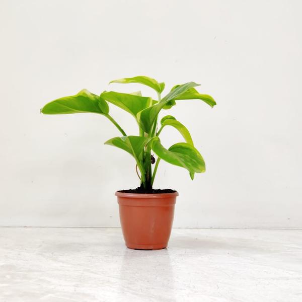 nursery plants tiruchirappalli