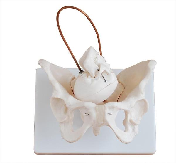 The Birth Demonstration Model is an educational te