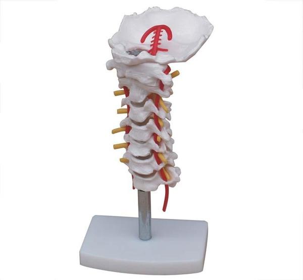The Cervical Vertebral Column with neck artery mod