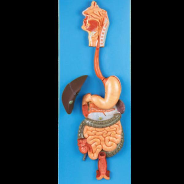 The Circulatory System is the body system responsi