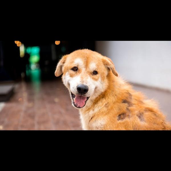 hair loss treatment for pets