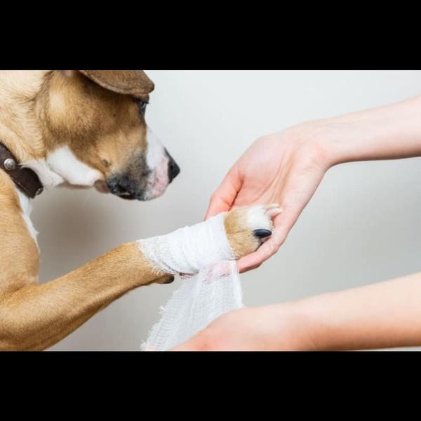 pet wound dressing chembur
