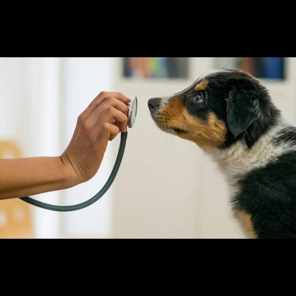 A pet health certificate is re