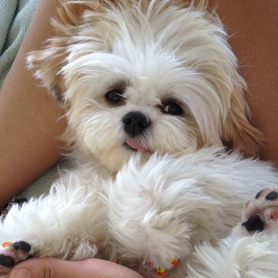 Lhasa Apso Puppies Available i