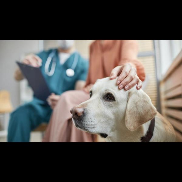 Pet sterilization is a safe su
