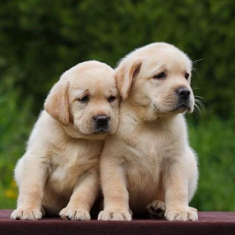 At Oscar Pet's World, dog love