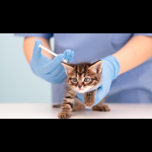 parvovirus vaccination for pet