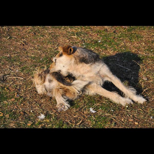 intestinal worm treatment pets