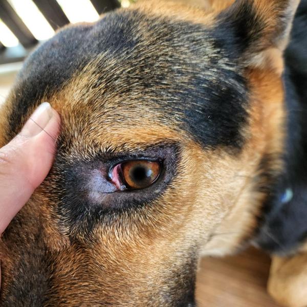 prevent eye infections pets na