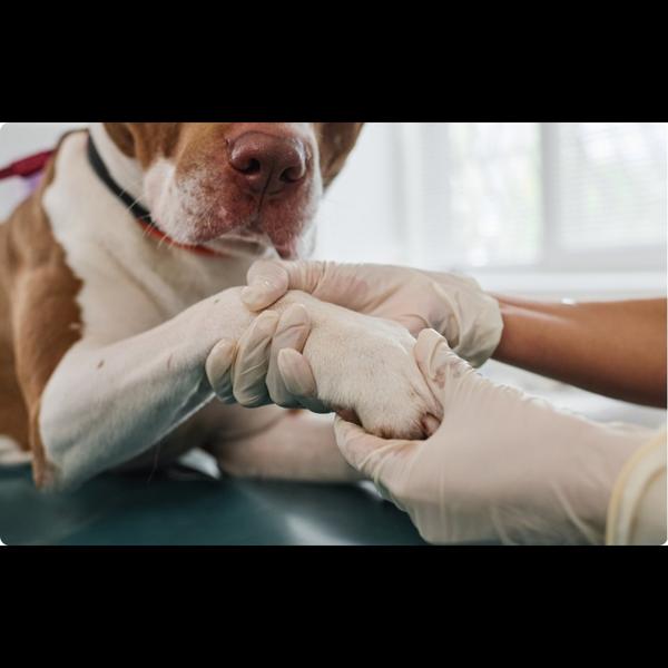 healthy paws pet care nagpada