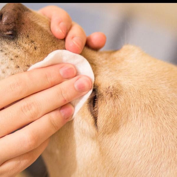prevent eye infections pets na