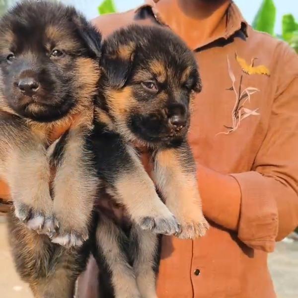 top quality german shepherd pu