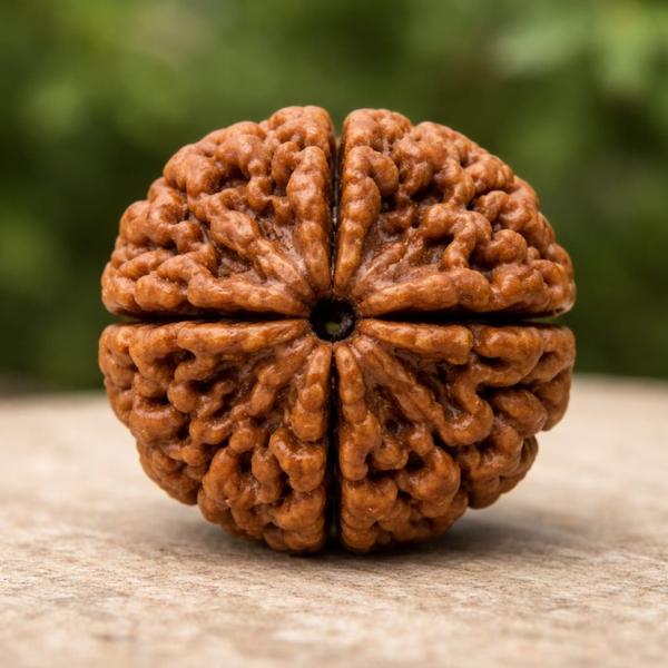 4 Mukhi Rudraksha – Symbol of 