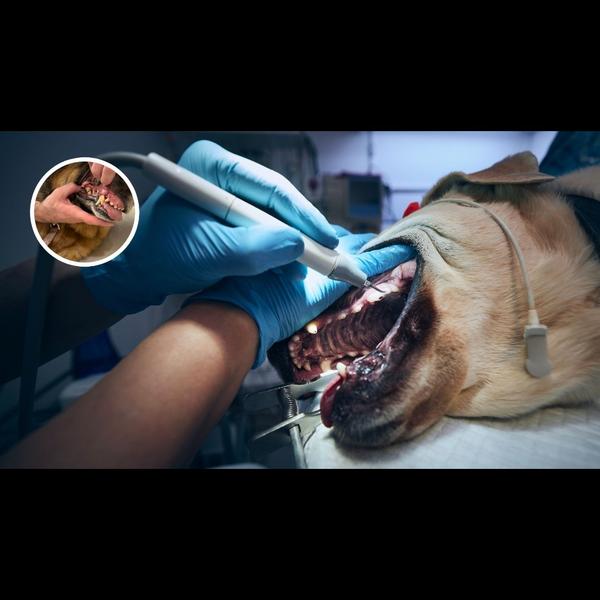 veterinary dental cleaning che