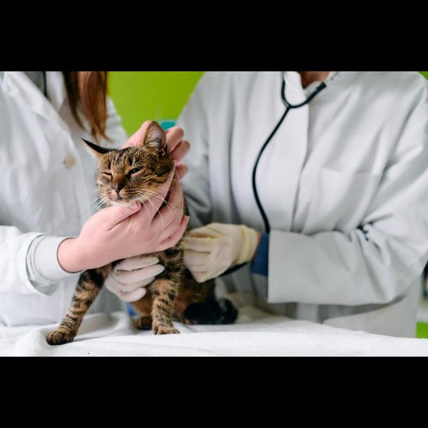 veterinary care for respirator