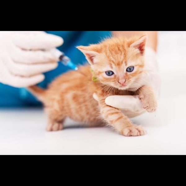 The ARV (Anti-Rabies Vaccine) 