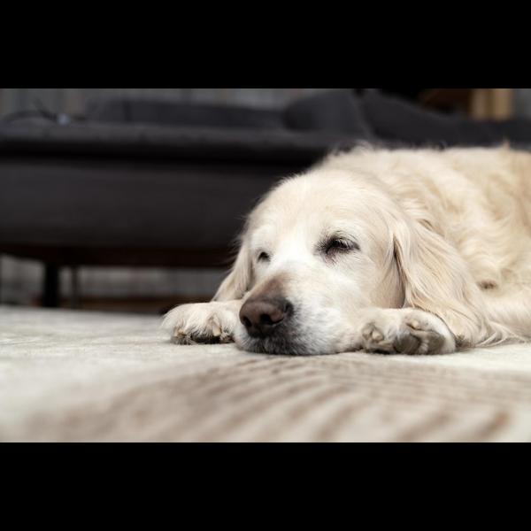 pet fever management and recov