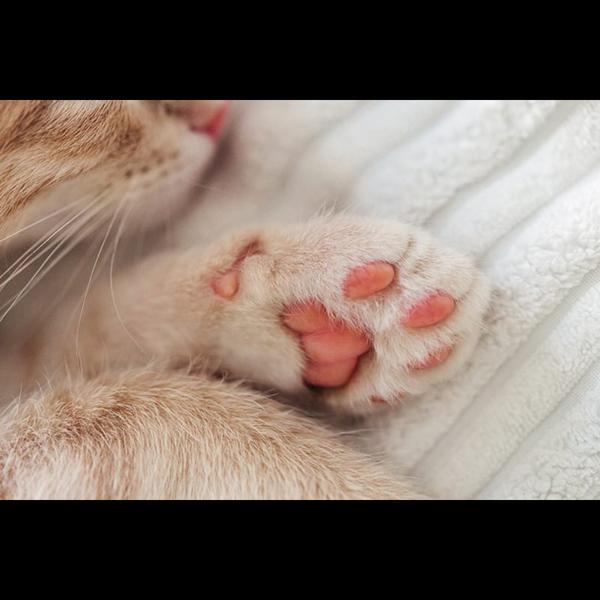 nagpada pet clinic treatment